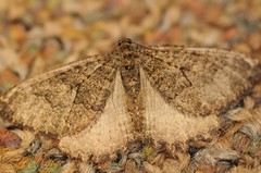 Triphosa californiata