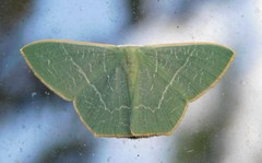 Thalassodes quadraria