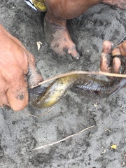 Gymnothorax undulatus