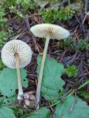 Entoloma cetratum