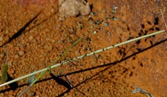 Eragrostis obtusa
