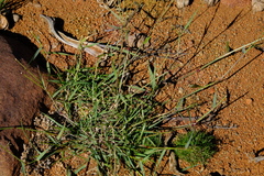 Eragrostis obtusa
