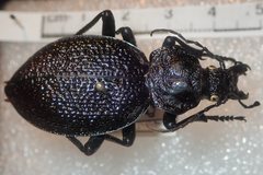 Carabus gigas