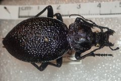 Carabus gigas