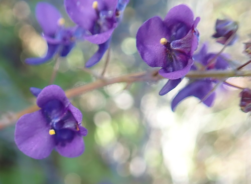 Image of Diascia veronicoides by no rights reserved