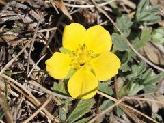 Potentilla incana