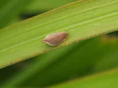Lophops carinata