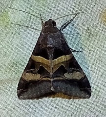 Melipotis perpendicularis