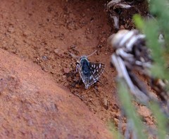 Spialia ferax