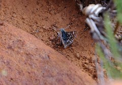 Spialia ferax