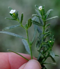 Lithospermum scabrum