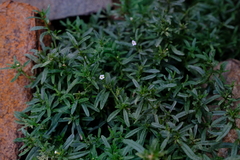 Lithospermum scabrum