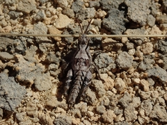 Sigaus campestris