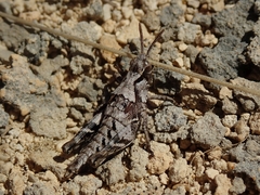 Sigaus campestris