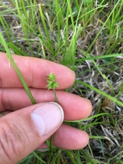 Carex leavenworthii