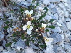 Cardamine magnifica