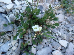 Cardamine magnifica