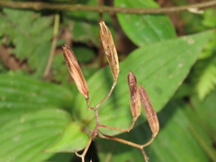 Tricyrtis formosana