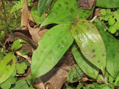 Tricyrtis formosana