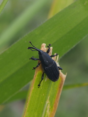 Odoiporus longicollis