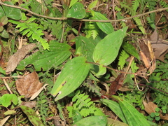 Tricyrtis formosana