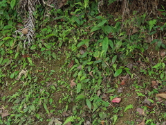 Tricyrtis formosana