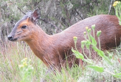 Cephalophorus nigrifrons hooki