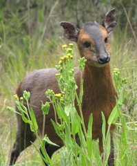 Cephalophorus nigrifrons hooki