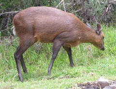 Cephalophorus nigrifrons hooki