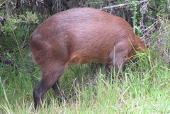 Cephalophorus nigrifrons hooki