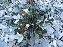 Cardamine magnifica