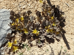 Ranunculus paucifolius