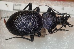 Carabus gigas