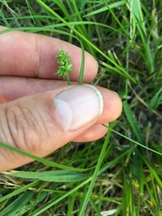 Carex leavenworthii