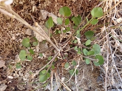 Cardamine intonsa