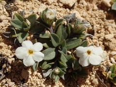 Myosotis colensoi