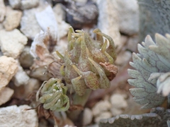 Ranunculus paucifolius