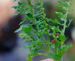 Blitum virgatum