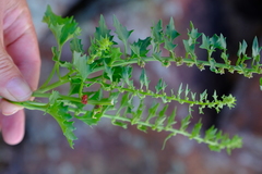 Blitum virgatum