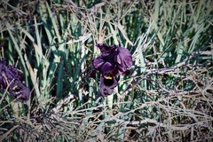 Iris atropurpurea