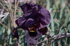 Iris atropurpurea