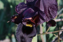 Iris atropurpurea