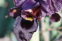 Iris atropurpurea