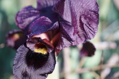 Iris atropurpurea