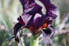 Iris atropurpurea