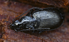 Agonum fuliginosum