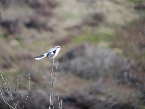 Great Gray Shrike, 6991 Rheden, Netherlands, photo 7 of 10