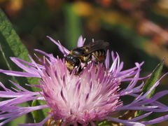 Megachile octosignata