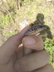 Ateuchosaurus chinensis