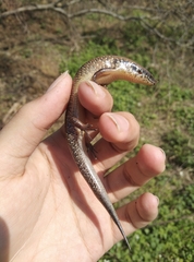 Ateuchosaurus chinensis